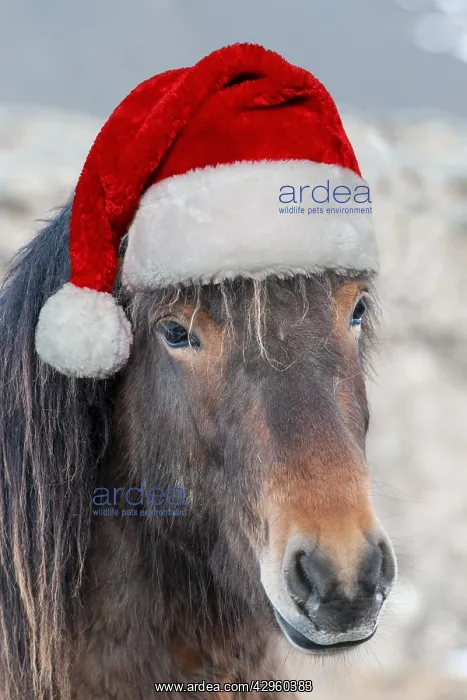: Icelandic horse wearing a Christmas hat : Icelandic horse wearing a Christmas hat