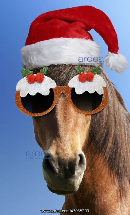 : Icelandic Horse wearing Christmas hat and Christmas : Icelandic Horse wearing Christmas hat and Christmas