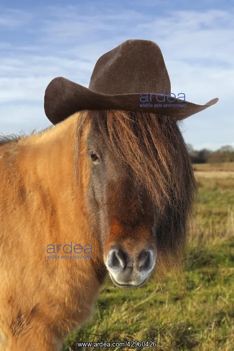 : Icelandic horse wearing a cowboy hat : Icelandic horse wearing a cowboy hat