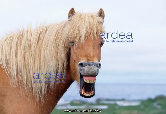 : ICELANDIC HORSE - yawning : ICELANDIC HORSE - yawning