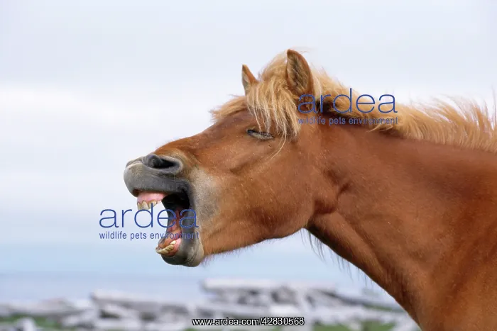  : ICELANDIC HORSE - yawning  /  braying