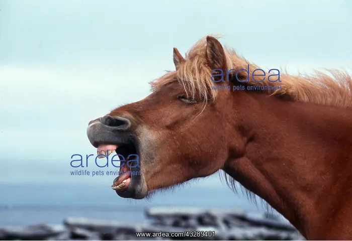 : Icelandic HORSE - yawning / braying : Icelandic HORSE - yawning / braying
