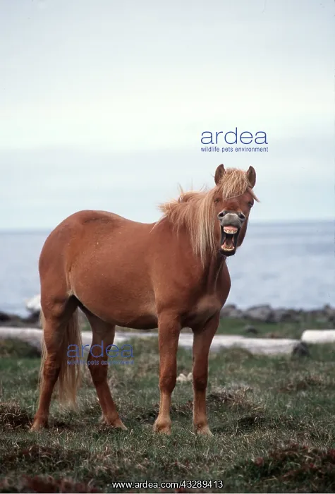 : ICELANDIC HORSE - yawning / braying : ICELANDIC HORSE - yawning / braying