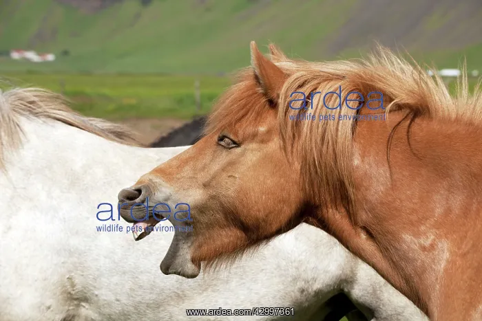 : Icelandic Horse - yawning Iceland : Icelandic Horse - yawning Iceland
