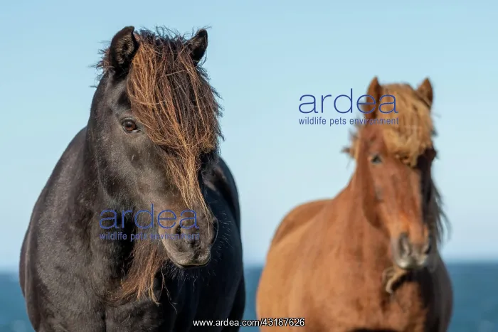 : Icelandic horses (Equus islandicus), Skagi Peninsula : Icelandic horses (Equus islandicus), Skagi Peninsula