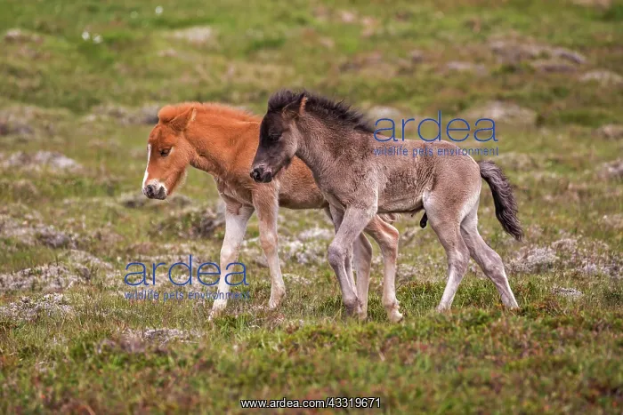 : Icelandic horses (Equus islandicus), two colt foals : Icelandic horses (Equus islandicus), two colt foals
