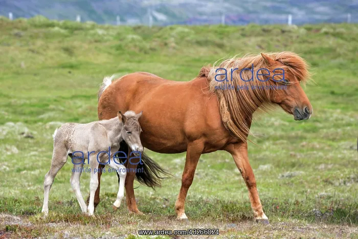 : Icelandic horses (Equus islandicus), mare and colt : Icelandic horses (Equus islandicus), mare and colt