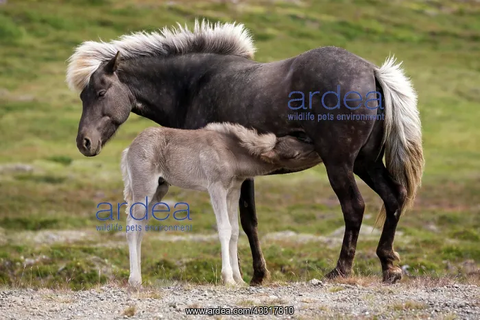 : Icelandic horses (Equus islandicus), mare and colt : Icelandic horses (Equus islandicus), mare and colt