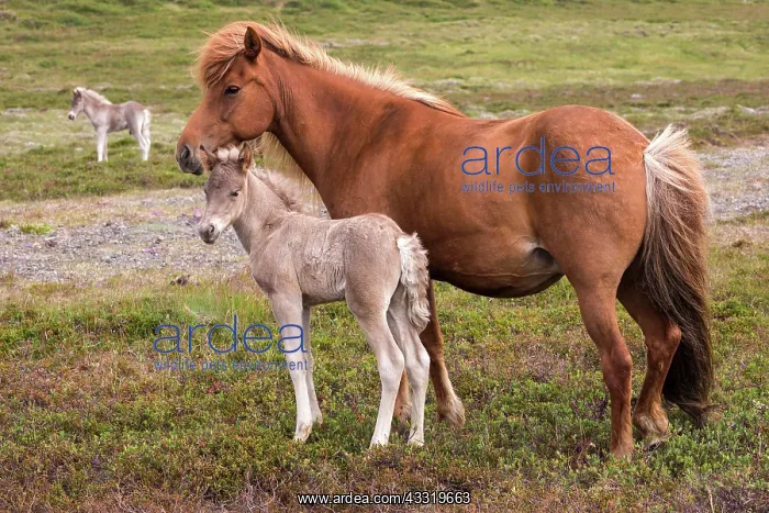 : Icelandic horses (Equus islandicus), mare and colt : Icelandic horses (Equus islandicus), mare and colt