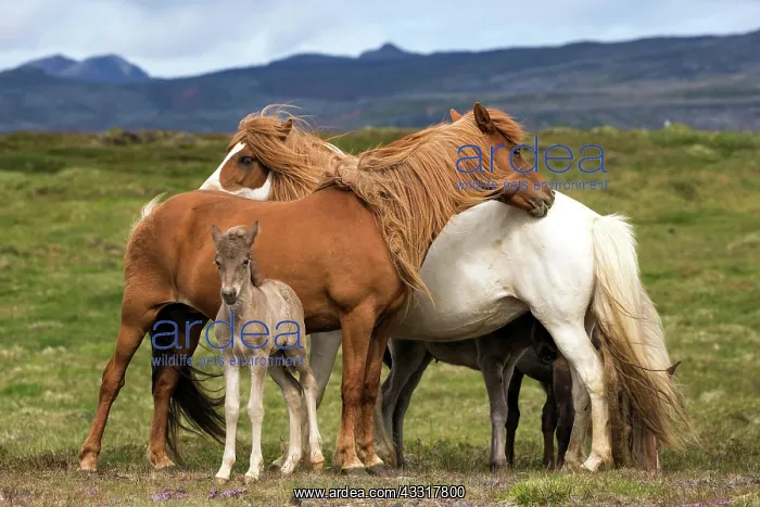 : Icelandic horses (Equus islandicus), mares and colt : Icelandic horses (Equus islandicus), mares and colt