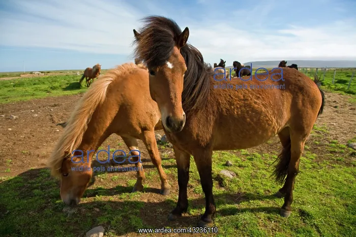 : Icelandic Horses graze in northeastern Iceland : Icelandic Horses graze in northeastern Iceland