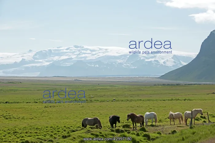 : Icelandic Horses Iceland : Icelandic Horses Iceland