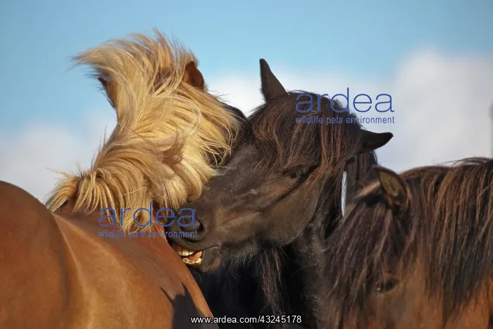 : Two Icelandic horses, Iceland : Two Icelandic horses, Iceland