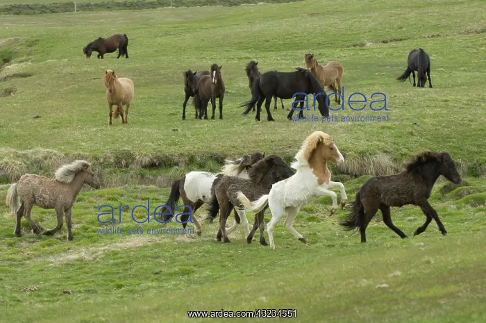  : Icelandic horses, Lagarfljot lake, Egilstadir