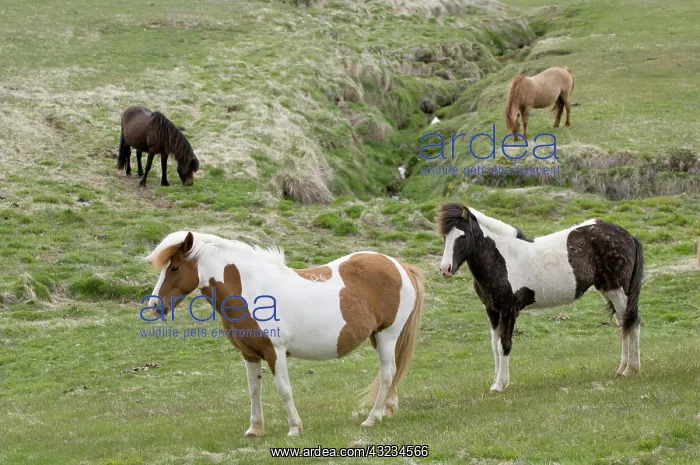 : Icelandic horses, Lagarfljot lake, Egilstadir : Icelandic horses, Lagarfljot lake, Egilstadir