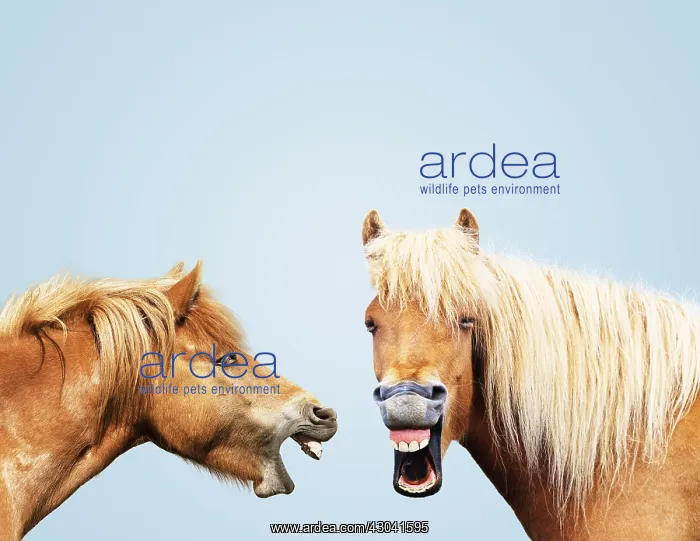  : Icelandic Horses, laughing