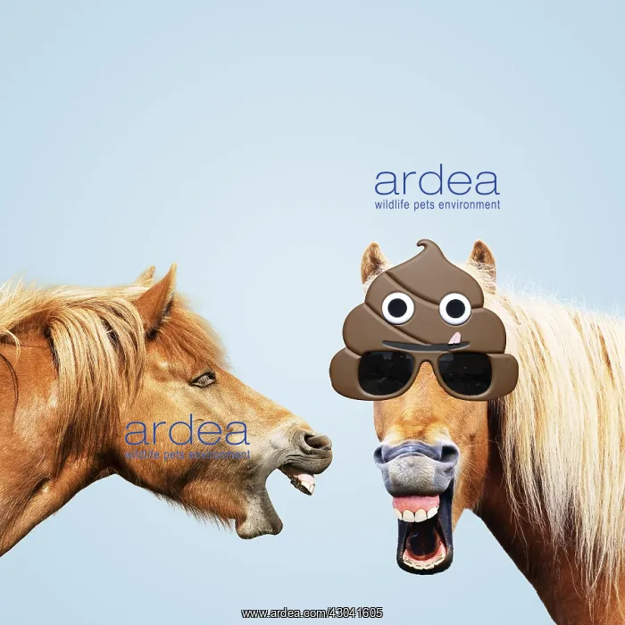 : Icelandic Horses, laughing wearing emoji sun-glasses : Icelandic Horses, laughing wearing emoji sun-glasses