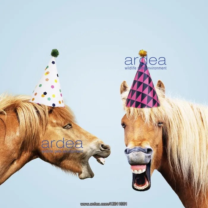  : Icelandic Horses, laughing wearing party hats