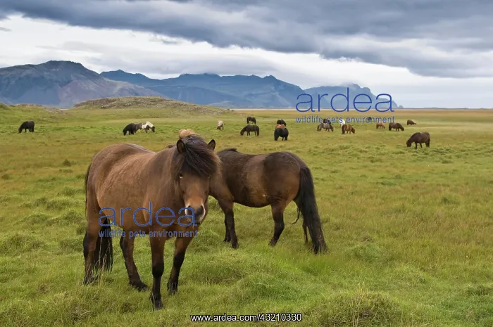 : Icelandic horses near Hoefn, Iceland, Europe : Icelandic horses near Hoefn, Iceland, Europe