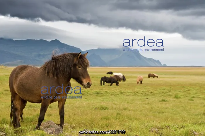 : Icelandic horses near Hoefn, Iceland, Europe : Icelandic horses near Hoefn, Iceland, Europe