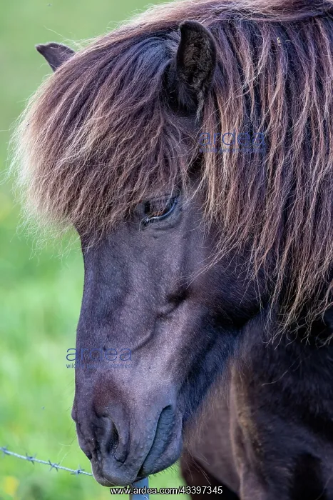 : Icelandic Horses near Vik, Iceland : Icelandic Horses near Vik, Iceland