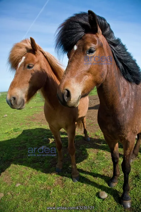 : Icelandic Horses in northeastern Iceland : Icelandic Horses in northeastern Iceland