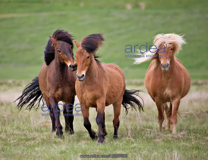 : Icelandic horses at play, Fljntsdalur, Iceland : Icelandic horses at play, Fljntsdalur, Iceland