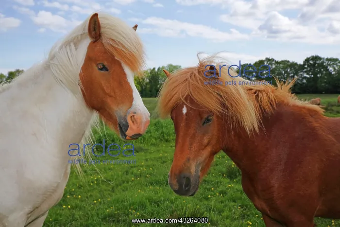 : Icelandic horses, portrait, Germany, Europe : Icelandic horses, portrait, Germany, Europe