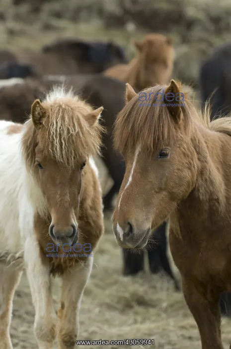 : Icelandic horses Skagafjorour Fjord in Iceland : Icelandic horses Skagafjorour Fjord in Iceland