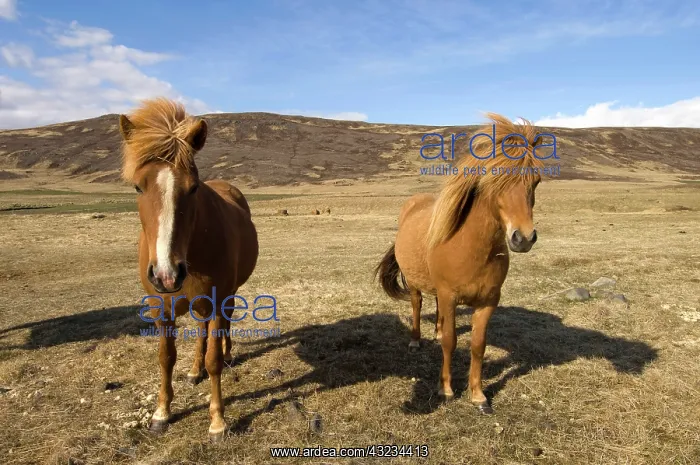 : Icelandic horses, Snaefellsnes Peninsula : Icelandic horses, Snaefellsnes Peninsula