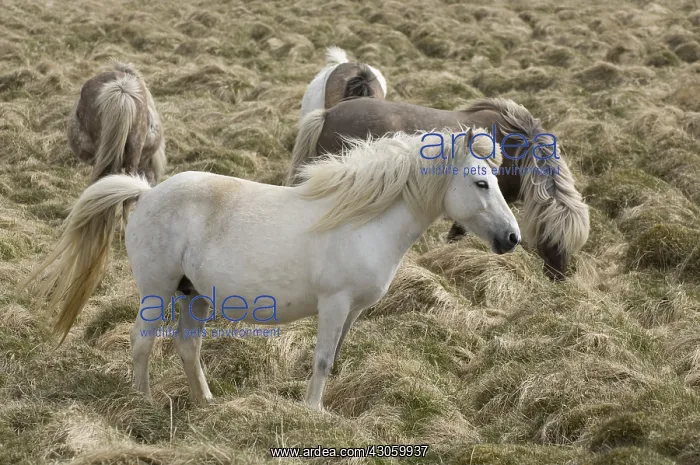  : Icelandic horses Snaefellsnes Peninsula in Iceland