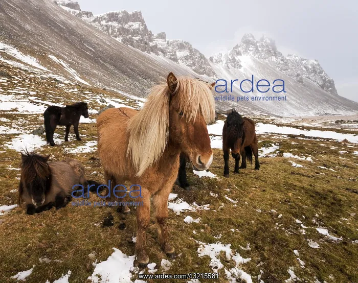 : Icelandic horses in winter in front of snowy mountains : Icelandic horses in winter in front of snowy mountains