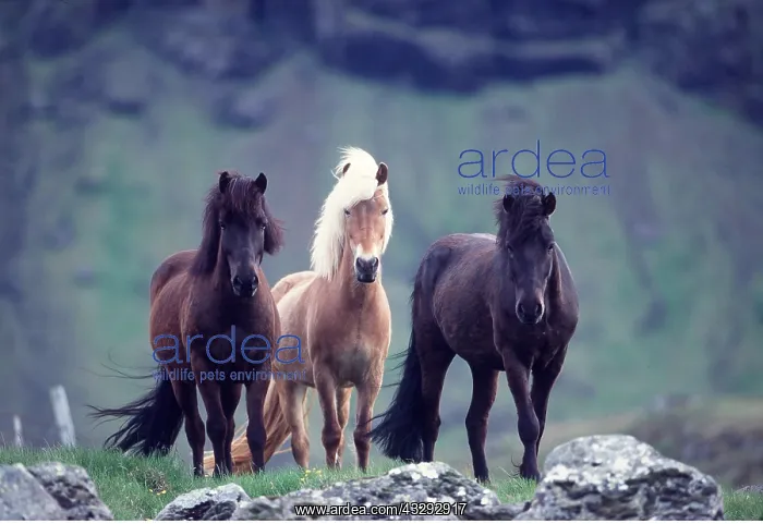 : ICELANDIC HORSES - x three : ICELANDIC HORSES - x three