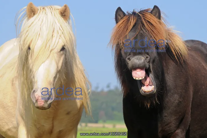: Icelandic ponies, young stallions, Icelandic stallion : Icelandic ponies, young stallions, Icelandic stallion