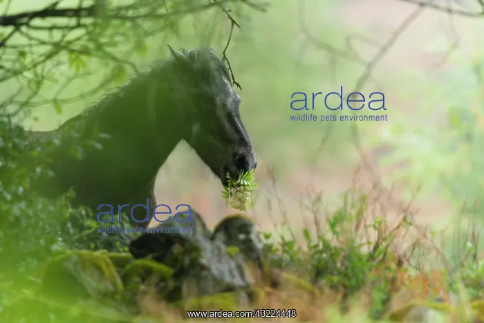 : Icelandic pony eating flowers in the rain - Alsace France : Icelandic pony eating flowers in the rain - Alsace France