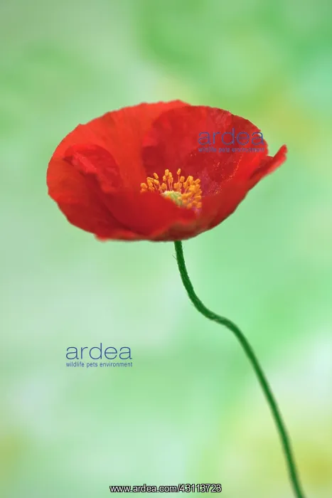 : Icelandic poppy, Papaver nudicaule Champagne Bubbles : Icelandic poppy, Papaver nudicaule Champagne Bubbles