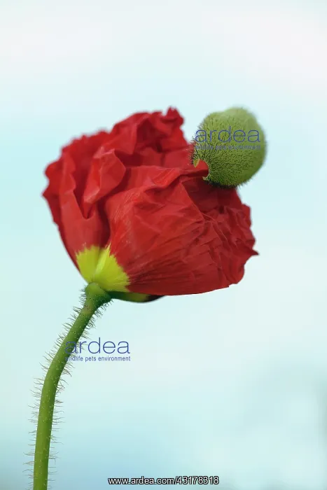 : Icelandic poppy, Papaver nudicaule Champagne Bubbles : Icelandic poppy, Papaver nudicaule Champagne Bubbles