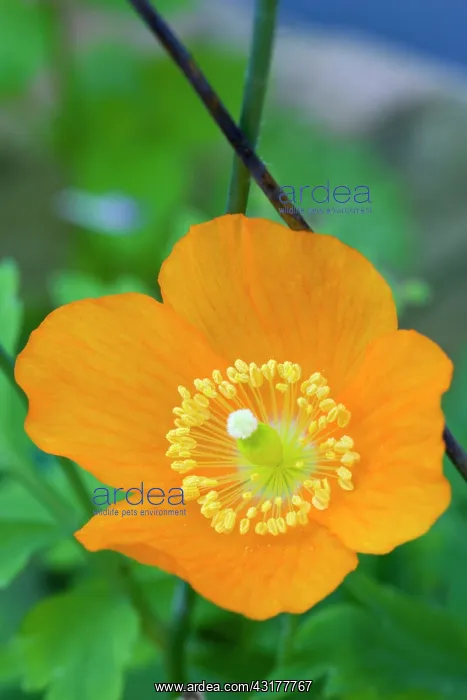  : Icelandic poppy, Papaver nudicaule, Close-up detail
