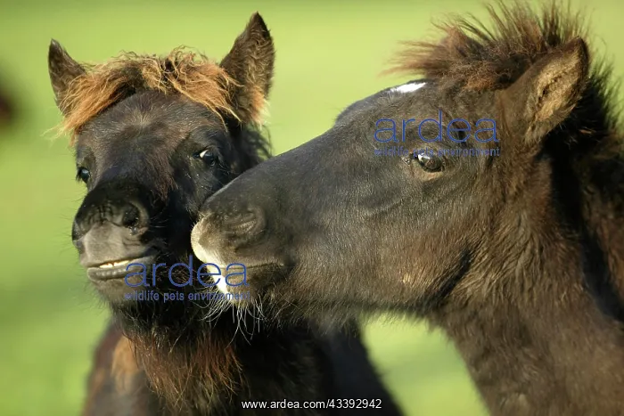 : ICELANDPFERD : ICELANDPFERD