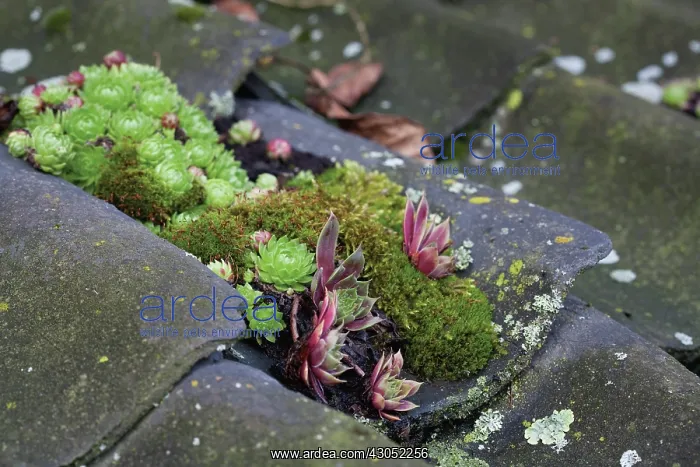 : Iceplant, Sedum : Iceplant, Sedum