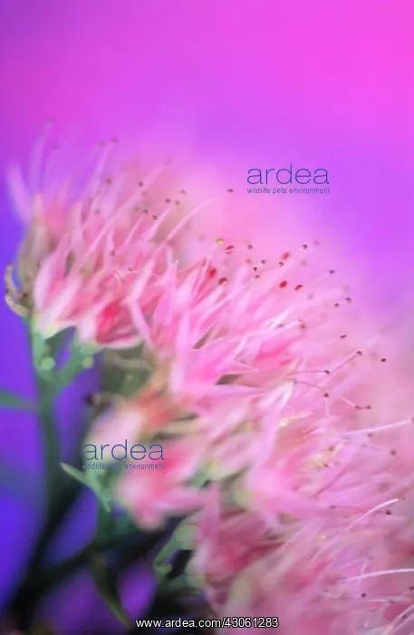 : Iceplant, Sedum spectabilis : Iceplant, Sedum spectabilis