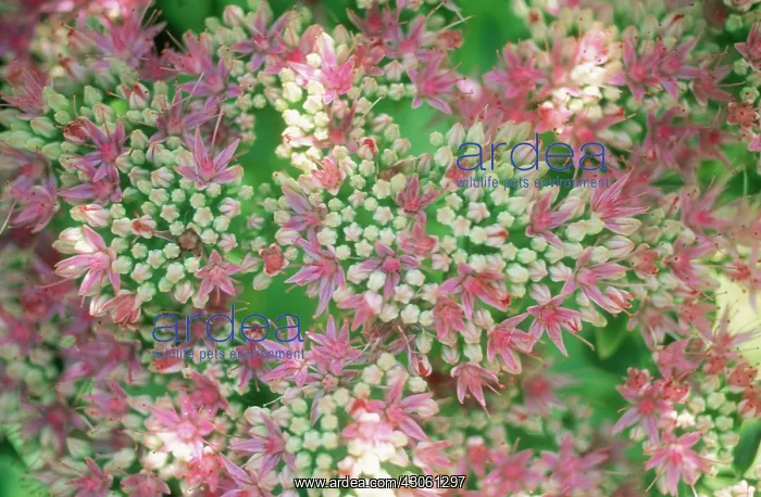 : Iceplant, Sedum spectabilis : Iceplant, Sedum spectabilis