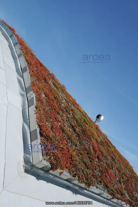 : Iceplant, Sedum : Iceplant, Sedum