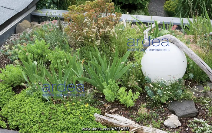 : Iceplant, Sedum : Iceplant, Sedum
