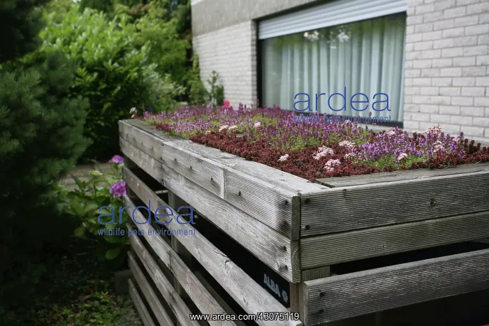 : Iceplant, Sedum : Iceplant, Sedum