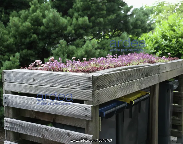 : Iceplant, Sedum : Iceplant, Sedum