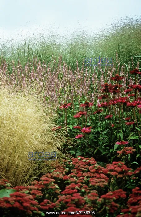 : Iceplant, Sedum spectabilis : Iceplant, Sedum spectabilis
