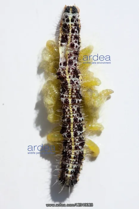 : Ichneumon Fly larvae - emerging from Large White : Ichneumon Fly larvae - emerging from Large White