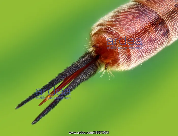 : Ichneumon fly ovipositor (Ophion obscuratus) : Ichneumon fly ovipositor (Ophion obscuratus)