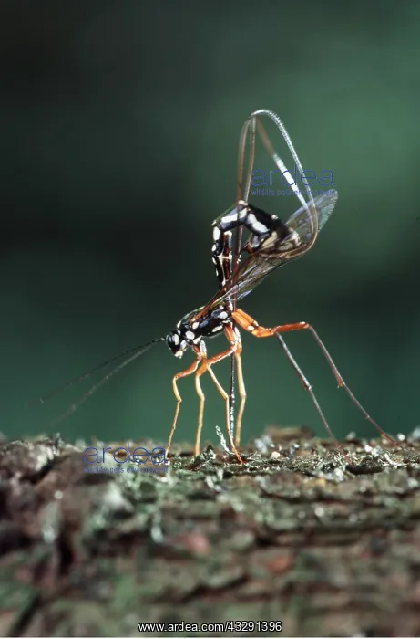 : ICHNEUMON FLY - parasitic - planting eggs in larvae : ICHNEUMON FLY - parasitic - planting eggs in larvae